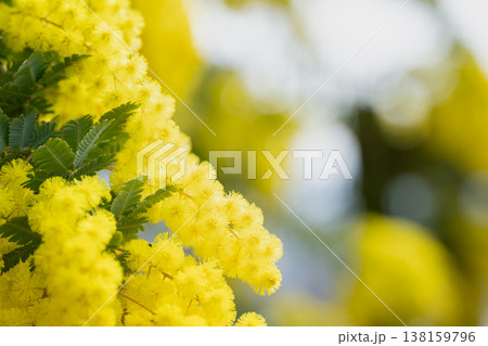 明るい光に包まれたミモザの花 爽やかで幸福感のある風景 明るい光に包まれたミモザの花 爽やかで幸福感のある風景 138159796