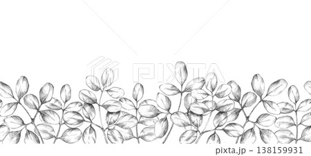 Grey moringa leaves forming bottom border in monochrome tones as pencil illustration, hand drawn botanical clipart. Ideal for minimal branding, packaging, stationery and eco design layouts 138159931