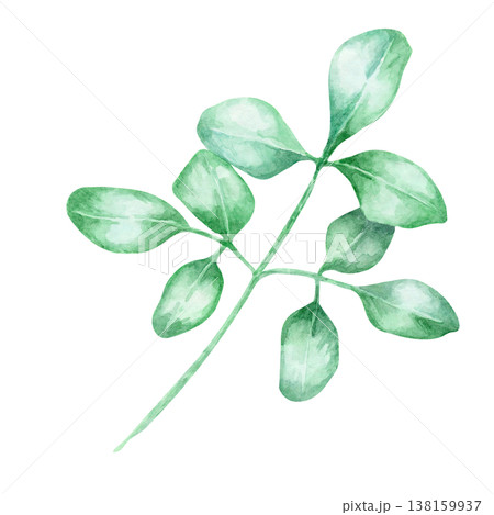 Fresh green moringa leaves on branch in soft gradient tones as watercolor illustration, hand drawn botanical clipart. Perfect for wellness branding, packaging, herbal labels, stationery Fresh green moringa leaves on branch in soft gradient tones as watercolor illustration, hand drawn botanical clipart. Perfect for wellness branding, packaging, herbal labels, stationery 138159937