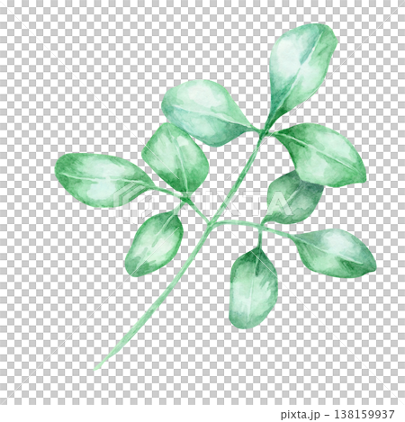 Fresh green moringa leaves on branch in soft gradient tones as watercolor illustration, hand drawn botanical clipart. Perfect for wellness branding, packaging, herbal labels, stationery Fresh green moringa leaves on branch in soft gradient tones as watercolor illustration, hand drawn botanical clipart. Perfect for wellness branding, packaging, herbal labels, stationery 138159937