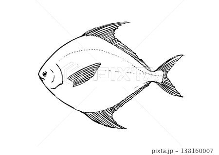 マナガツオの図鑑風イラスト 海水魚 食用魚 ベクター 筆ペン線画 教育素材 138160007