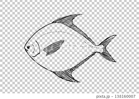 マナガツオの図鑑風イラスト 海水魚 食用魚 ベクター 筆ペン線画 教育素材 138160007