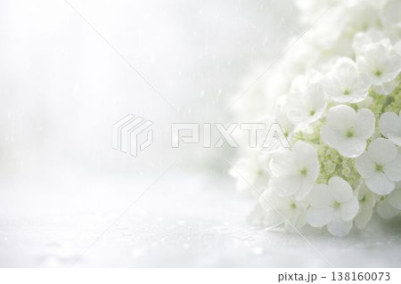 白い紫陽花 白い紫陽花 138160073