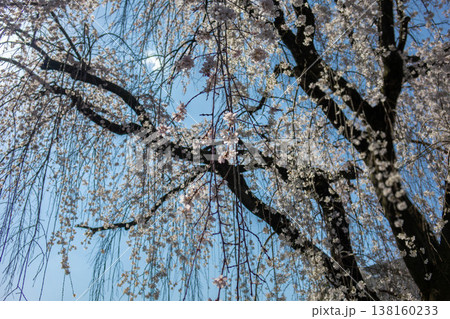 青空とビル群を背景に満開となった都市型の枝垂れ桜（一本桜） 東京都町田市 138160233