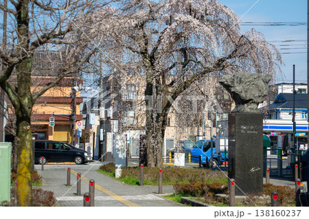 青空とビル群を背景に満開となった都市型の枝垂れ桜（一本桜） 東京都町田市 138160237
