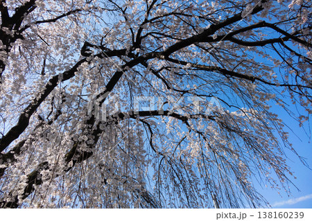 青空とビル群を背景に満開となった都市型の枝垂れ桜（一本桜） 東京都町田市 138160239