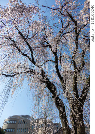 青空とビル群を背景に満開となった都市型の枝垂れ桜(一本桜) 東京都町田市 青空とビル群を背景に満開となった都市型の枝垂れ桜(一本桜) 東京都町田市 138160240