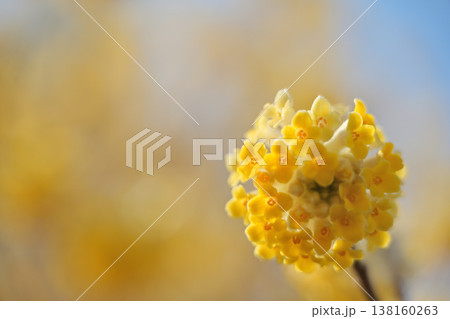 黄色い花 黄色い花 138160263