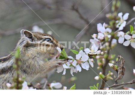 満開のユスラウメ 花を食べるかわいいシマリスのアップ 春素材 満開のユスラウメ 花を食べるかわいいシマリスのアップ 春素材 138160384