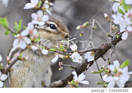 満開のユスラウメの花を食べるかわいいシマリスのアップ 春素材 満開のユスラウメの花を食べるかわいいシマリスのアップ 春素材 138160385