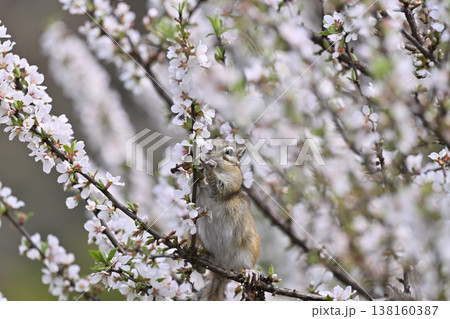満開のユスラウメの花を食べるシマリス　春素材 138160387