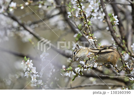 満開のユスラウメの花を食べるかわいいシマリス　春素材 138160390