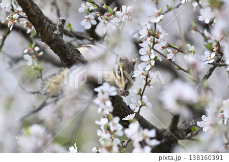 満開のユスラウメ　ユスラウメの花を食べるシマリス　春素材 138160391