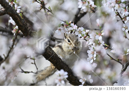 満開のユスラウメの花を食べるかわいいシマリス 春素材 満開のユスラウメの花を食べるかわいいシマリス 春素材 138160393