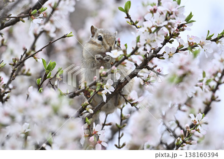 満開のユスラウメの花を食べるシマリス 春素材 満開のユスラウメの花を食べるシマリス 春素材 138160394