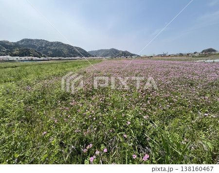 広がる花畑と青空 広がる花畑と青空 138160467