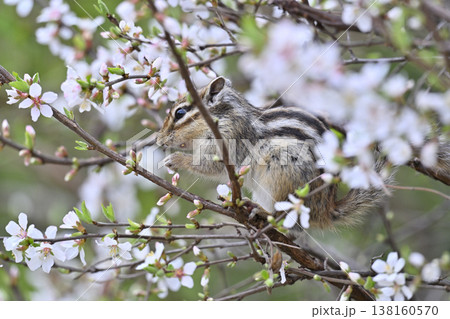 満開のユスラウメ　かわいいシマリス　春素材 138160570