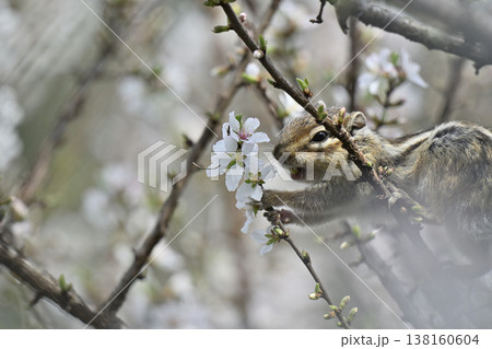 満開のユスラウメ　かわいいシマリス　春素材 138160604
