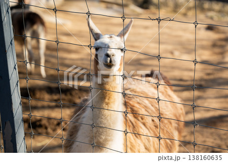 Llama standing behind wire fence in zoo enclosure looking at camera highlighting captivity conditions and restricted environment for animals Llama standing behind wire fence in zoo enclosure looking at camera highlighting captivity conditions and restricted environment for animals 138160635