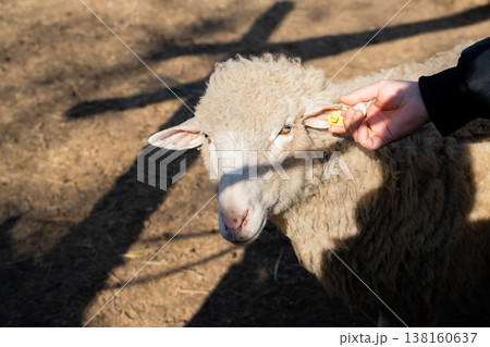 Close up of a sheep in a zoo petting area being tagged on ear by human hand with yellow marker in warm sunlight showing interaction with farm animal Close up of a sheep in a zoo petting area being tagged on ear by human hand with yellow marker in warm sunlight showing interaction with farm animal 138160637