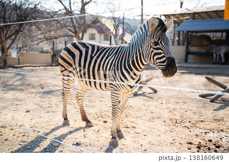 Zebra standing in zoo enclosure behind thin barrier with dry ground and buildings in background highlighting captivity and restricted wildlife conditions 138160649