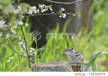 ユスラウメの花とシマリス　春素材 138160659