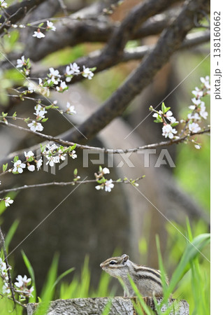 ユスラウメの花とシマリス 春素材 ユスラウメの花とシマリス 春素材 138160662