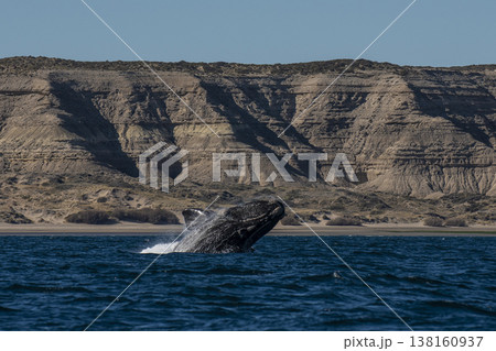 Sohutern right whale jumping, endangered species, Sohutern right whale jumping, endangered species, 138160937