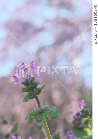 枝垂れ桜の木の下で咲くホトケノザ 138160940