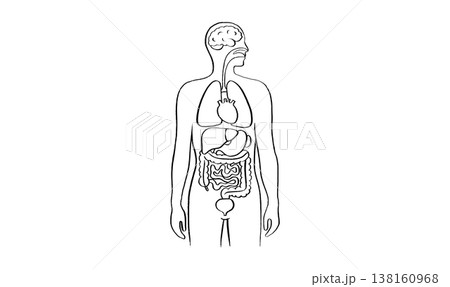 Internal Organs Sketch 138160968