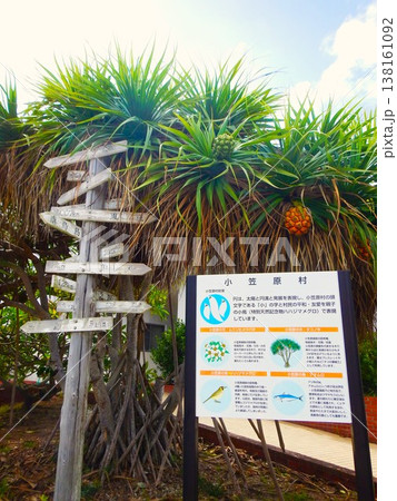 小笠原諸島・父島の町角の案内看板とタコノキの風景 138161092