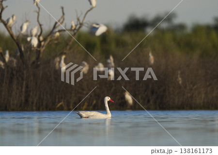 Coscoroba swans with chicks, La Pampa Coscoroba swans with chicks, La Pampa 138161173