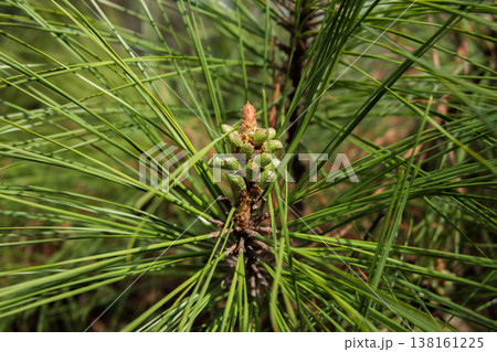 松の花のクローズアップ、春の針葉樹の繊細なディテール 138161225