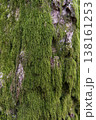 緑の苔に覆われた木の幹、自然の質感が美しい風景 138161253