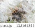 綿毛になったたんぽぽのクローズアップ、繊細な白い種子 138161254