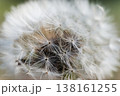 綿毛になったたんぽぽのクローズアップ、繊細な白い種子 138161255