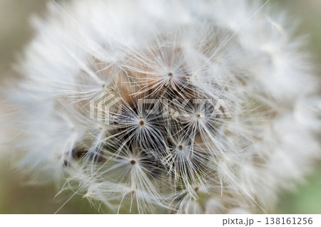 綿毛になったたんぽぽのクローズアップ、繊細な白い種子 綿毛になったたんぽぽのクローズアップ、繊細な白い種子 138161256