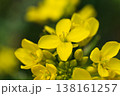 菜の花の花びらのクローズアップ、鮮やかな黄色の春のディテール 138161257