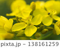菜の花の花びらのクローズアップ、鮮やかな黄色の春のディテール 138161259
