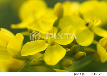 菜の花の花びらのクローズアップ、鮮やかな黄色の春のディテール 138161259