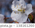 白い桜の花のクローズアップ、やわらかな春光に映える上品なサクラ 138161260