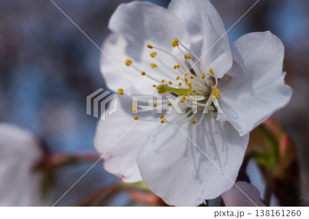 白い桜の花のクローズアップ、やわらかな春光に映える上品なサクラ 138161260