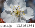 白い桜の花のクローズアップ、やわらかな春光に映える上品なサクラ 138161261