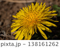 たんぽぽの花のクローズアップ、春の明るい黄色い花 138161262