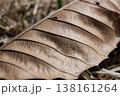 枯葉の葉脈のクローズアップ、自然の構造と質感 138161264