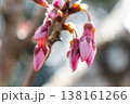 桜の蕾のクローズアップ、開花前の春のサクラ 138161266