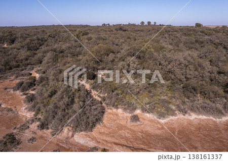 Pampas forest, Calden tree, Prosopis Caldenia, endemic species in La Pampa, Patagonia, Argentina 138161337