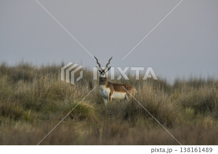Male Blackbuck Antelope in Pampas plain environment, La Pampa province, Argentina 138161489