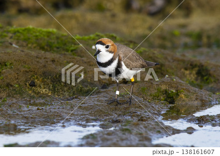 Two-banded plover,Charadrius falklandicus, Chubut, Two-banded plover,Charadrius falklandicus, Chubut, 138161607