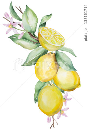 Watercolor lemon branch with yellow lemon fruits and green leaves. Summer botanical illustration 138161714